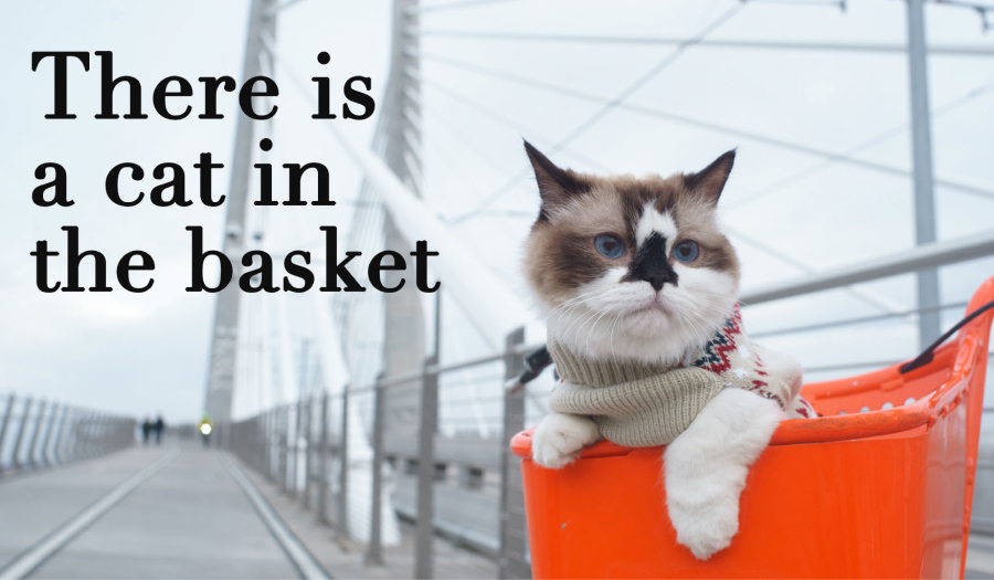 There is a cat in the basket